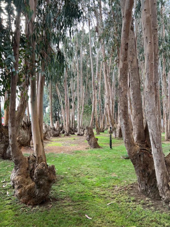 Departamento Algarrobo
